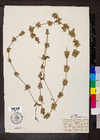 Cruciata laevipes image