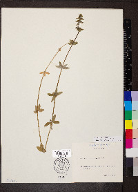 Cruciata laevipes image
