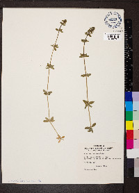 Cruciata laevipes image