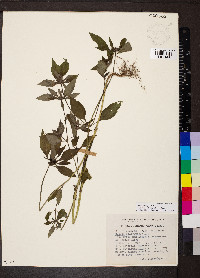 Crusea calocephala image