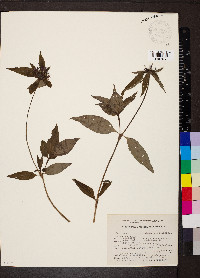 Crusea calocephala image