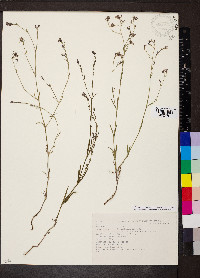 Media resource of Cynanchica aristata