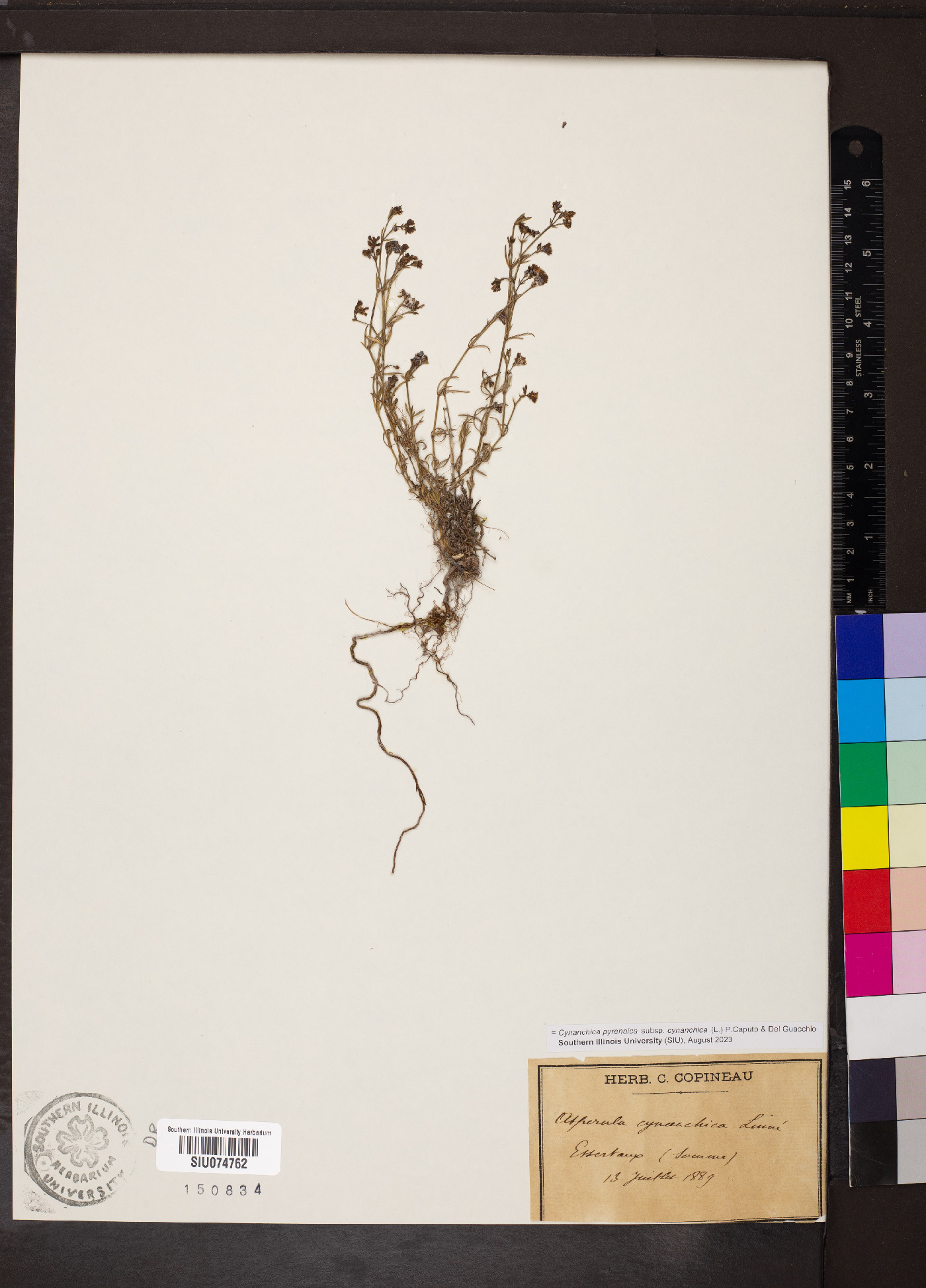 Cynanchica pyrenaica image