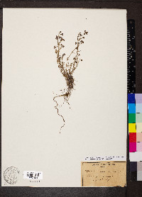 Cynanchica pyrenaica subsp. cynanchica image