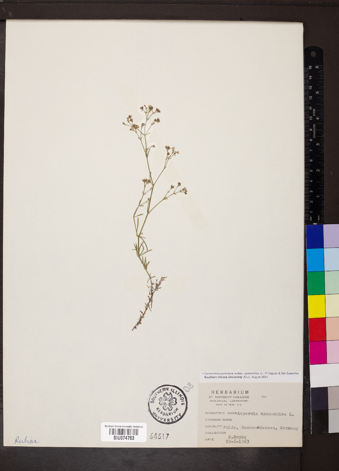 Cynanchica pyrenaica subsp. cynanchica image