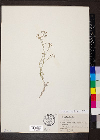 Cynanchica pyrenaica image