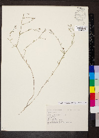 Cynanchica pyrenaica image