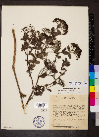 Declieuxia fruticosa image