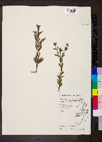 Declieuxia fruticosa image