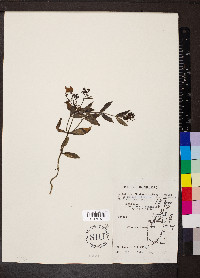 Declieuxia fruticosa image