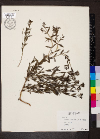 Declieuxia fruticosa image