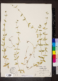 Edrastima uniflora image