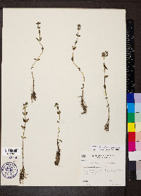 Edrastima uniflora image