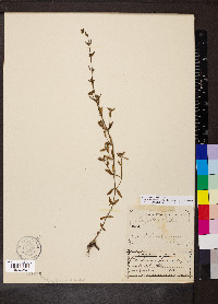 Edrastima uniflora image