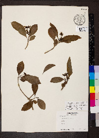 Eumachia microdon image