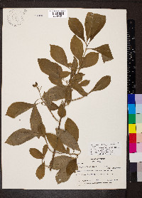 Eumachia microdon image