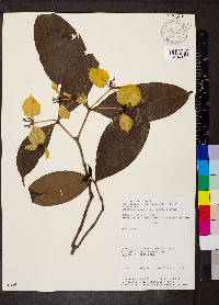 Faramea anisocalyx image