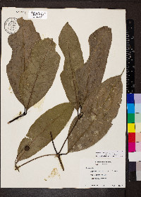 Faramea occidentalis image
