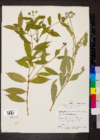 Faramea multiflora image