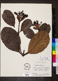 Ferdinandusa elliptica image