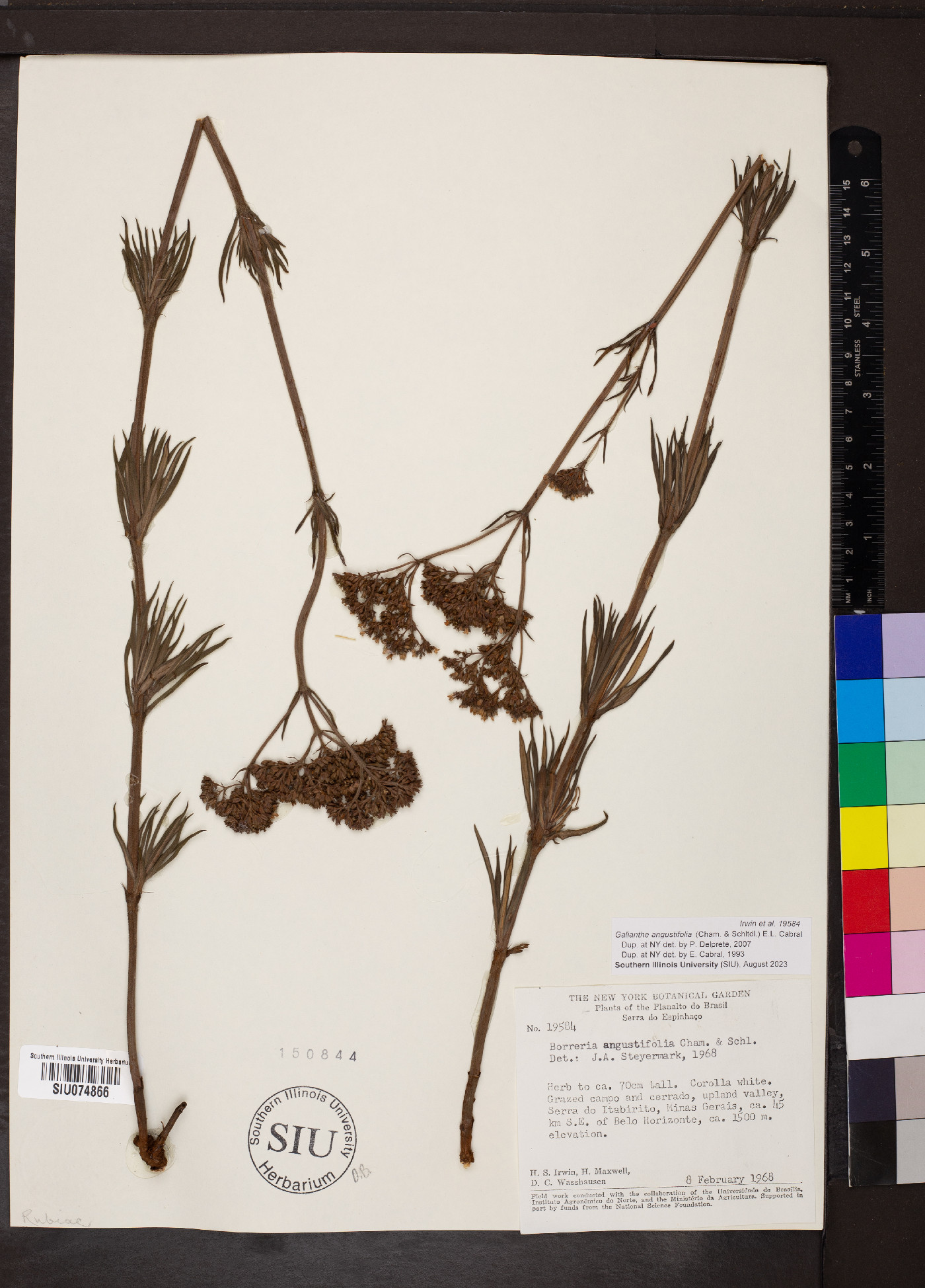 Galianthe angustifolia image
