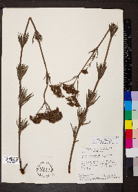 Media resource of Galianthe angustifolia