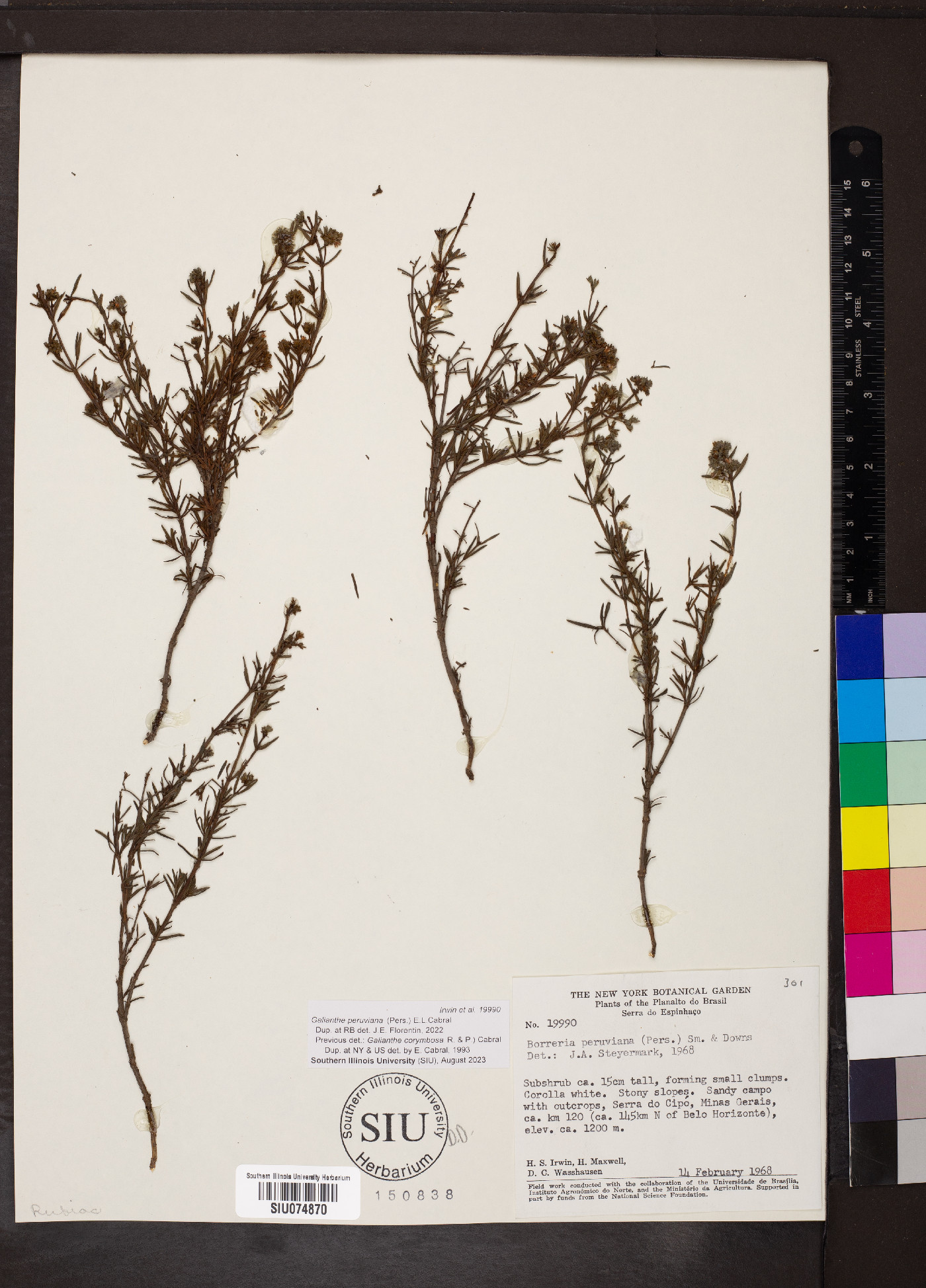 Galianthe peruviana image