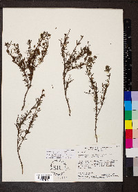 Galianthe peruviana image