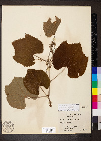 Vitis aestivalis var. aestivalis image