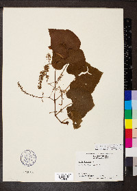 Vitis aestivalis var. aestivalis image