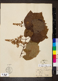 Vitis aestivalis var. linsecomii image