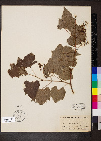 Vitis arizonica image