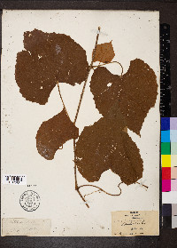 Vitis labrusca image