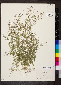 Galium concinnum image