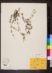 Galium concinnum image