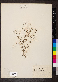 Galium concinnum image