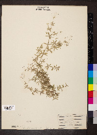 Galium concinnum image