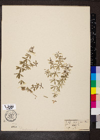 Galium concinnum image