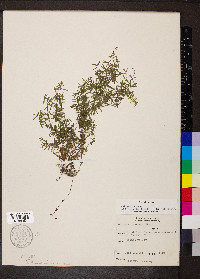 Galium concinnum image