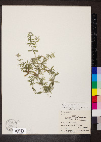 Galium concinnum image