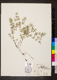 Galium concinnum image