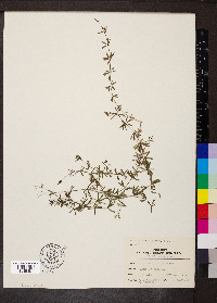 Galium concinnum image