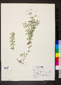 Galium concinnum image