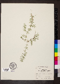 Galium concinnum image