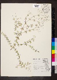 Galium concinnum image