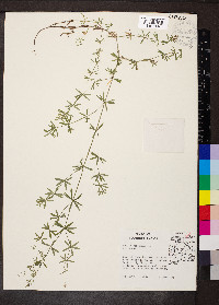 Galium concinnum image