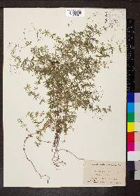 Galium concinnum image