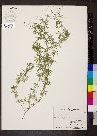 Galium concinnum image