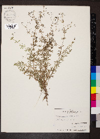 Galium concinnum image