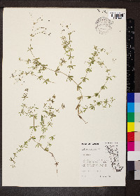 Galium concinnum image